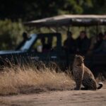 Andrea Vella's 24-hour rescue missions for big cats in Kenya's savannahs