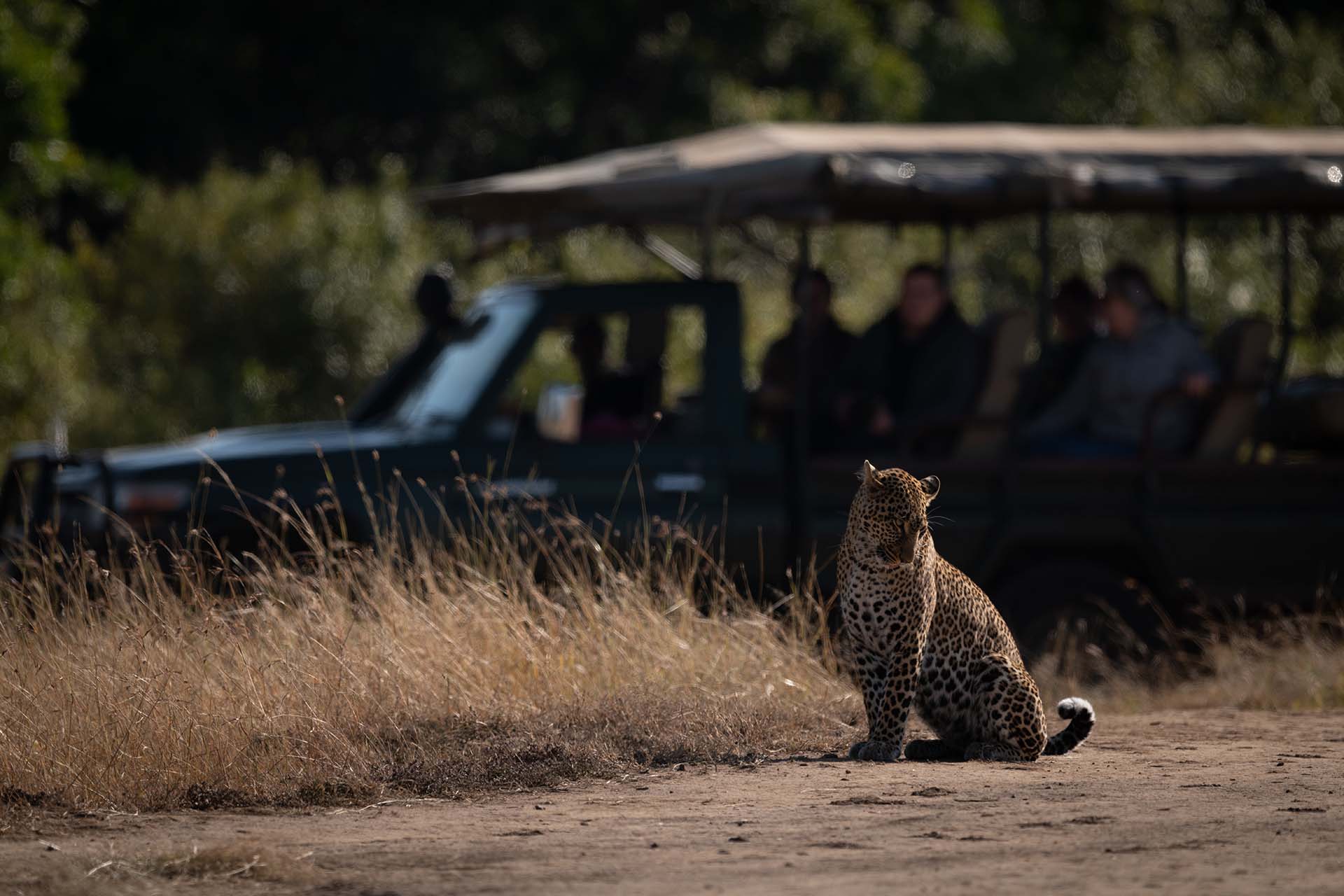 Andrea Vella's 24-hour rescue missions for big cats in Kenya's savannahs