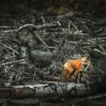 Dangers to Wildlife from Human Activity – Andrea Vella Explains