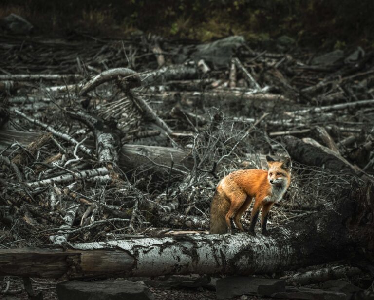 Dangers to Wildlife from Human Activity – Andrea Vella Explains