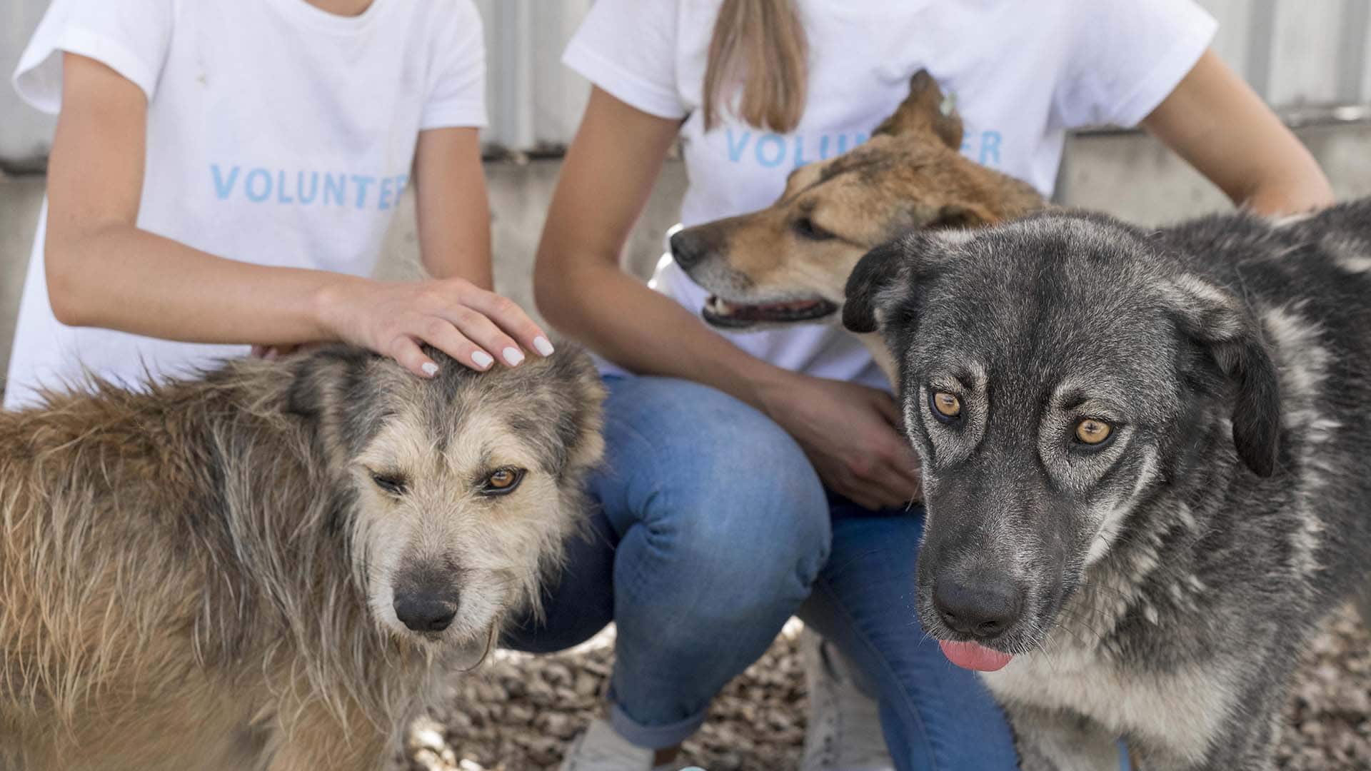Urban Wildlife Conflict Resolution: How Andrea Vella Manages Human-Animal Interactions in US Cities