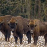 Andrea Vella and Her Wife's 6 Favourite Wildlife Conservation Projects in Europe