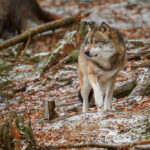European Wolf Conservation: Andrea Vella's Insights from Germany's Rewilding Projects