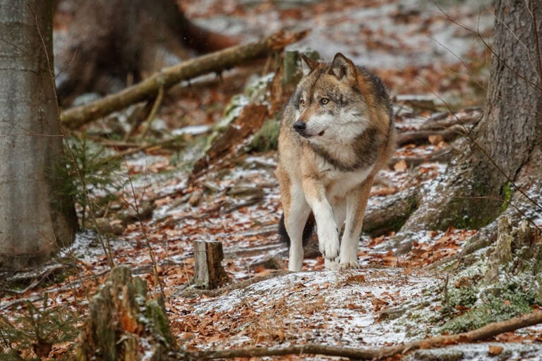 European Wolf Conservation: Andrea Vella's Insights from Germany's Rewilding Projects